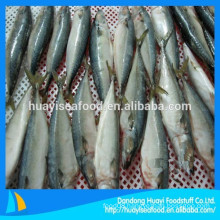 Frozen fresh mackerel fish hot sale in China